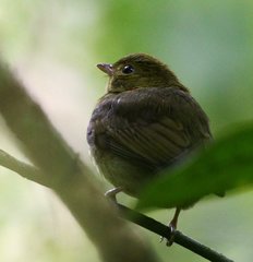 Ceratopipra mentalis