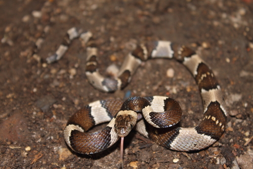 Mexican Lyre Snake