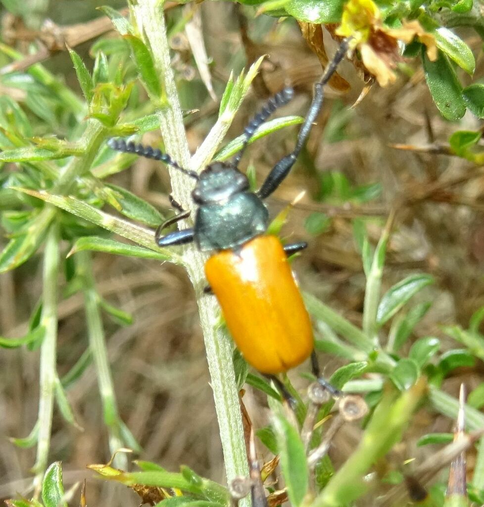 Labidostomis from 34800 Liausson, Frankreich on April 23, 2023 at 0254