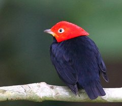 Ceratopipra mentalis