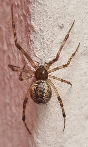 Common House Spider