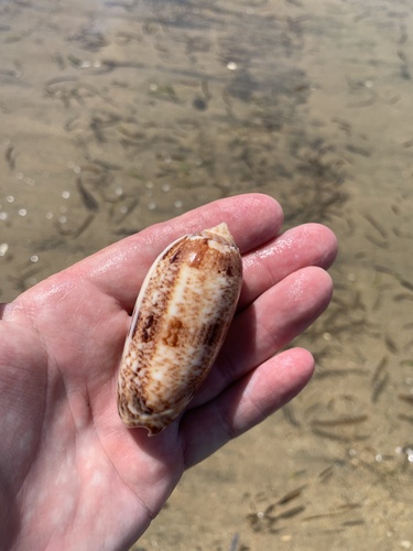 Oliva sericea observed 2023-04-26