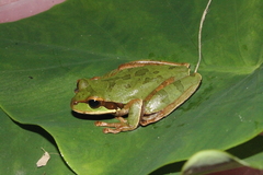 Smilisca cyanosticta