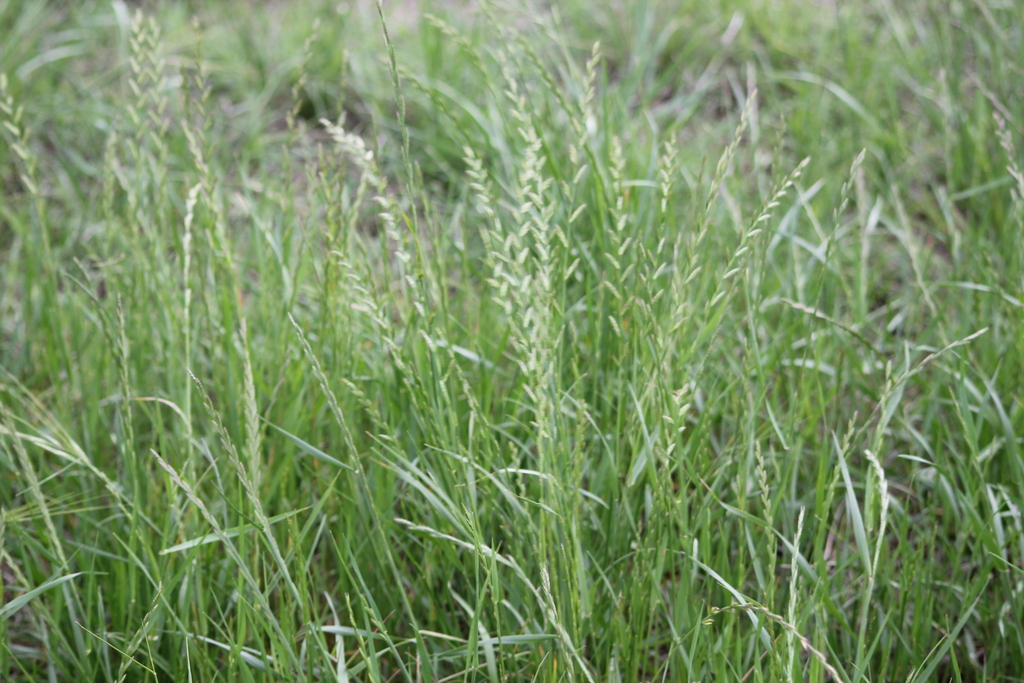 Perennial Ryegrass from Shadow Farms Boer Goats, 5725 FM 813