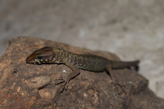 Lepidophyma zongolica