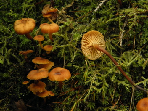 Mycenaceae image