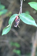 Antidesma madagascariense