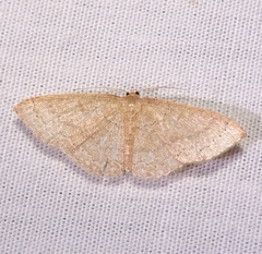 Pleuroprucha