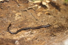 Pseudoeurycea lineola