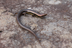 Scincella gemmingeri