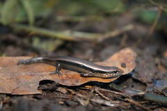 Scincella gemmingeri