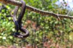 Ophryacus smaragdinus