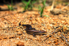 Marisora aquilonaria