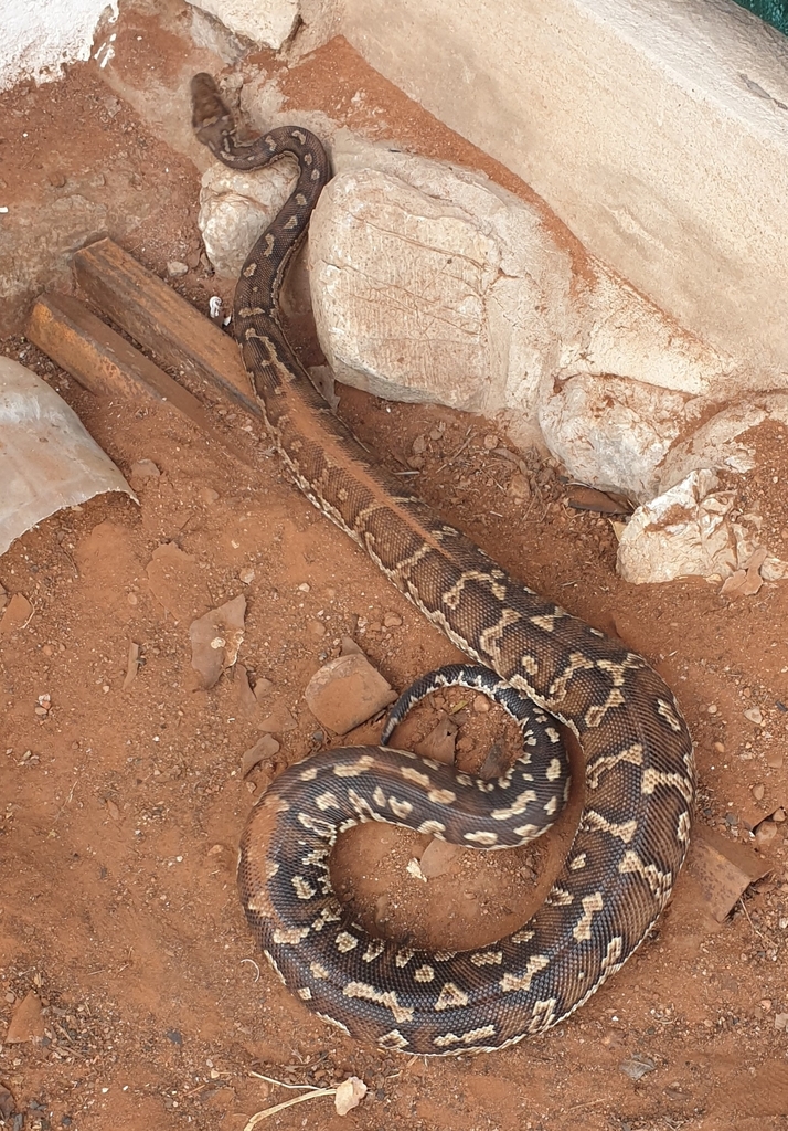 Anchieta's Dwarf Python from Kunene Region, Namibia on April 27, 2023 ...