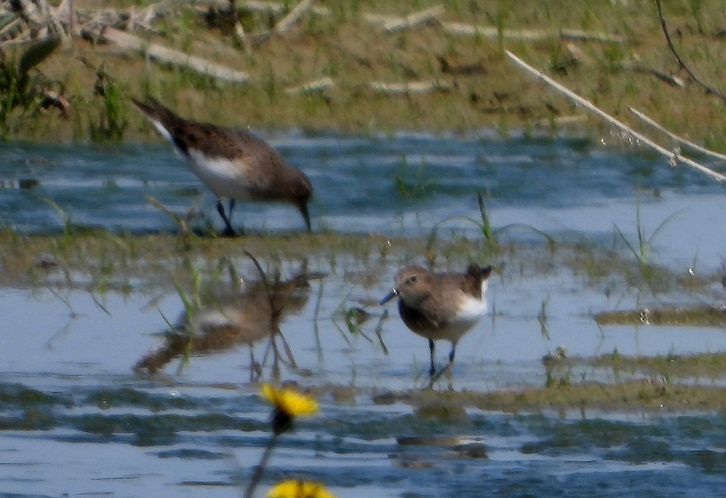 Temminck's Stint from CCA Racconigi - Cuneo - Italia on April 26, 2023 ...