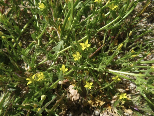 Image of Tropidocarpum gracile by no rights reserved