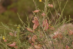 Colutea istria, photograph (c) Mitch Van Dyke, some rights reserved (CC BY)