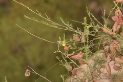 Colutea istria, photograph (c) Mitch Van Dyke, some rights reserved (CC BY)