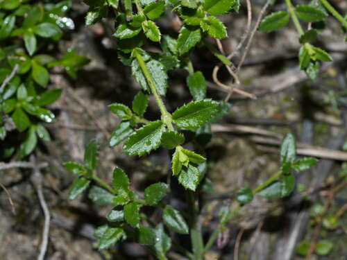 Gonocarpus humilis, 2023-04-22