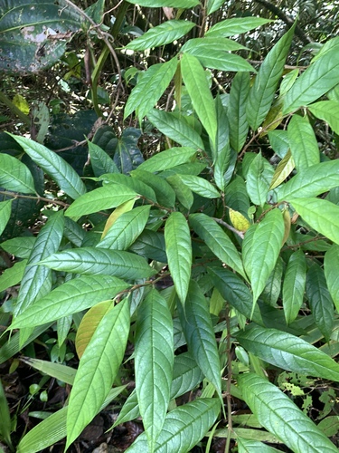 Ficus beccarii (Ficus beccarii)