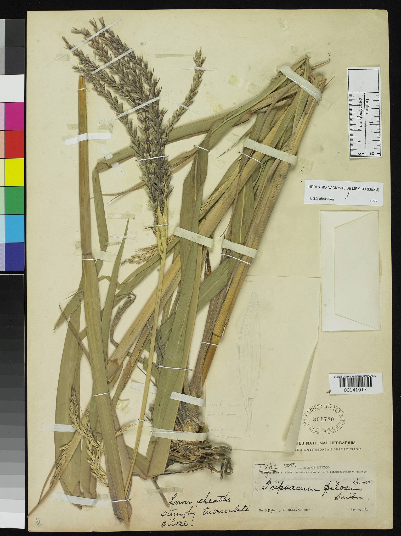 Tripsacum pilosum