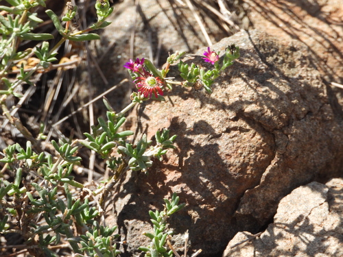 Image of Delosperma multiflorum by (c) amantedarmanin, some rights reserved (CC BY)