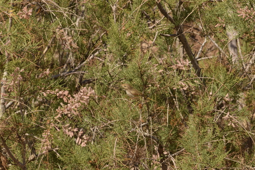 Eastern Bonelli's Warbler (Phylloscopus orientalis), photo 9