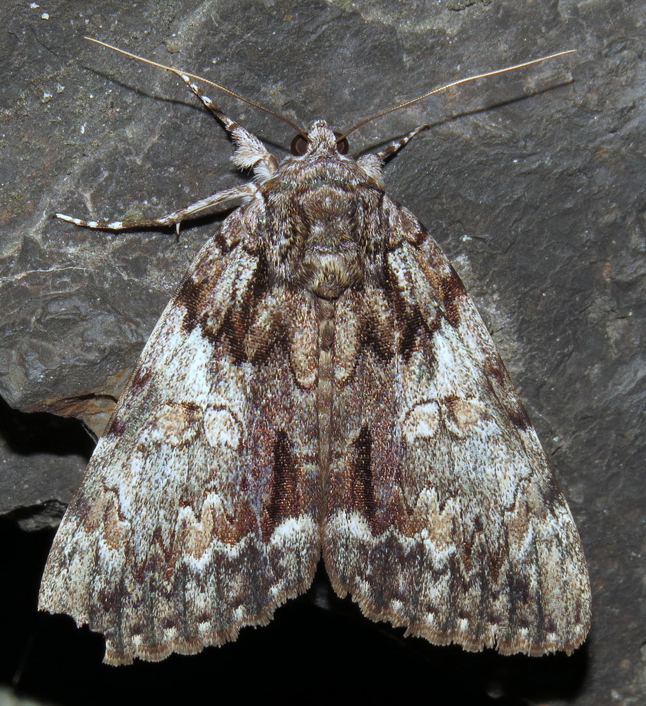 Oldwife Underwing