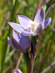 Thelymitra aemula