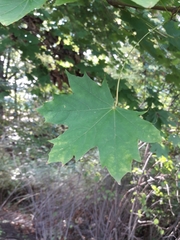 Acer platanoides