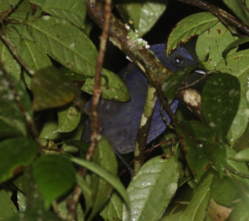 Javan Whistling Thrush (Myophonus glaucinus), photo 4
