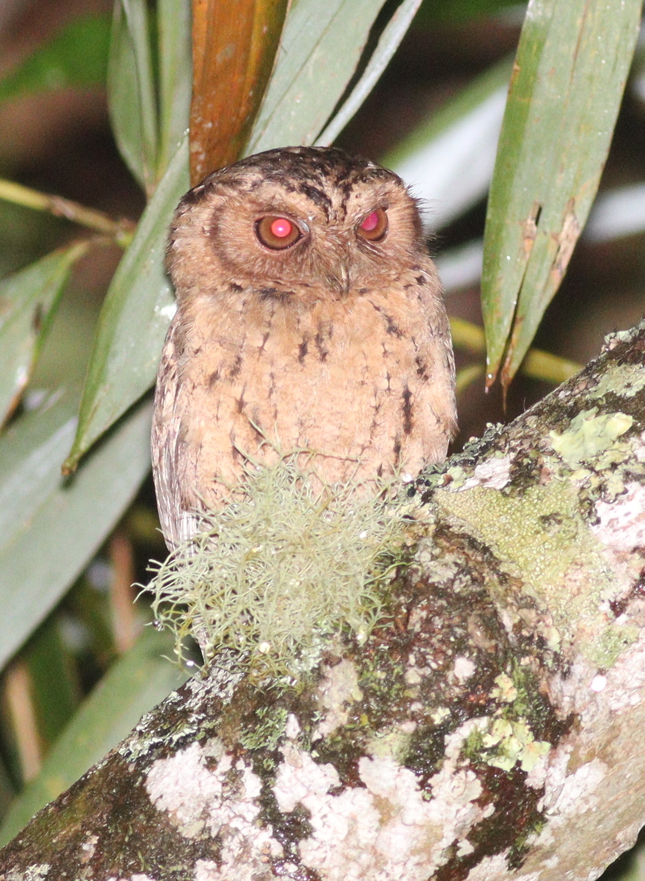 Sunda Scops Owl