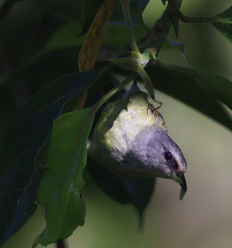 Javan Heleia (Heleia javanica), photo 7