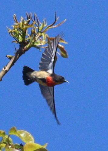 Javan Flowerpecker (Dicaeum sanguinolentum), photo 5