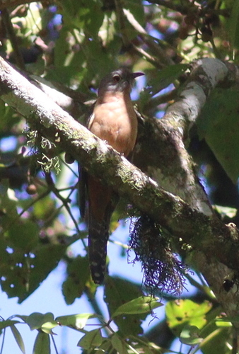 Sunda Brush Cuckoo (Cacomantis sepulcralis), photo 5