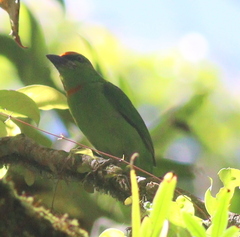 Flame-Fronted Barbet photo 5