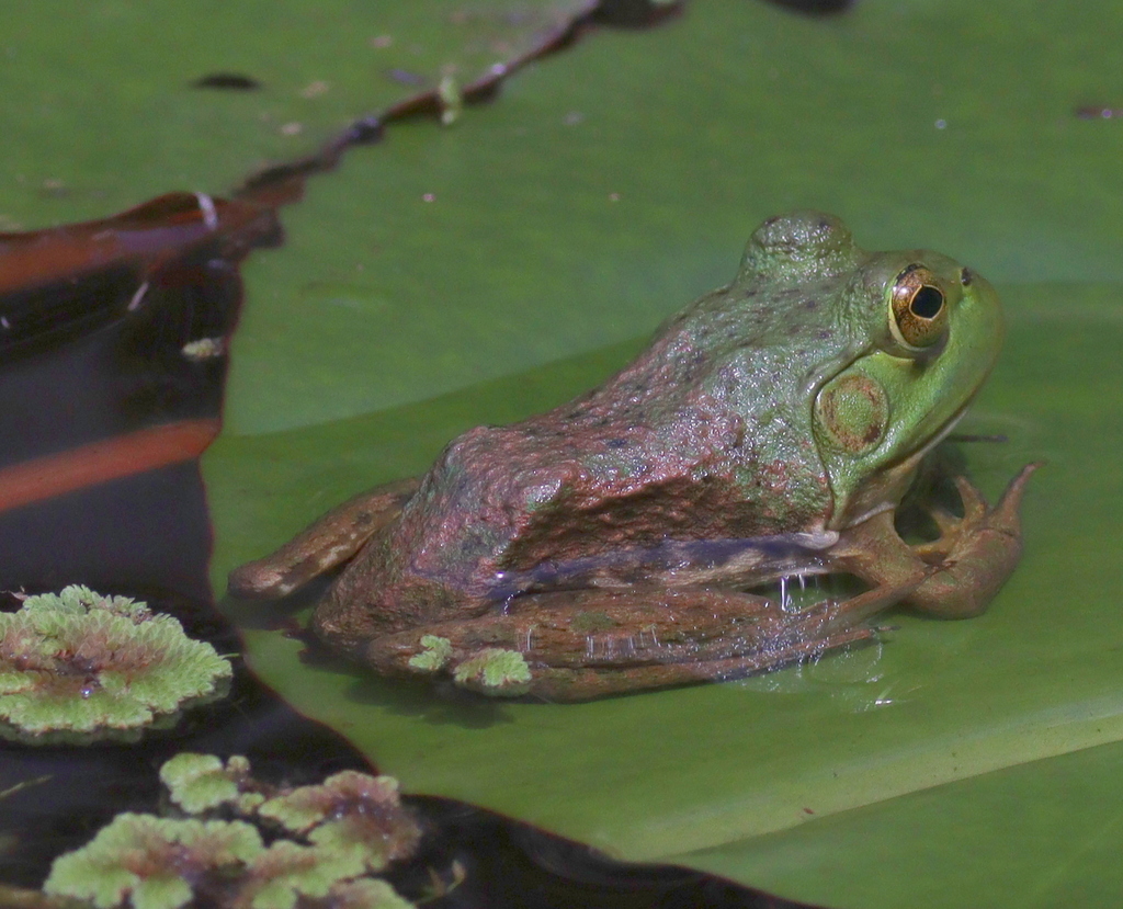 American Bull Frog (Lithobates catesbeianus)