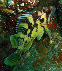 Sebastes chrysomelas