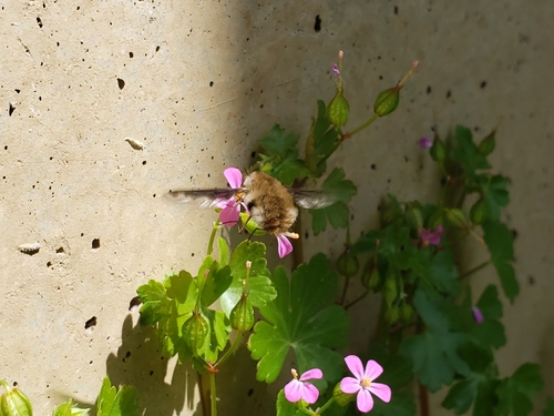 Greater bee fly