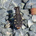 Hentz's Tiger Beetle - Photo (c) Nick Block, some rights reserved (CC BY), uploaded by Nick Block