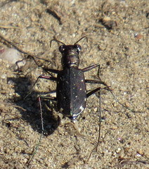 Cicindela punctulata punctulata