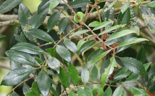 Pterophylla fraxinea observed 2023-03-30
