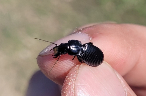 Common black ground beetle