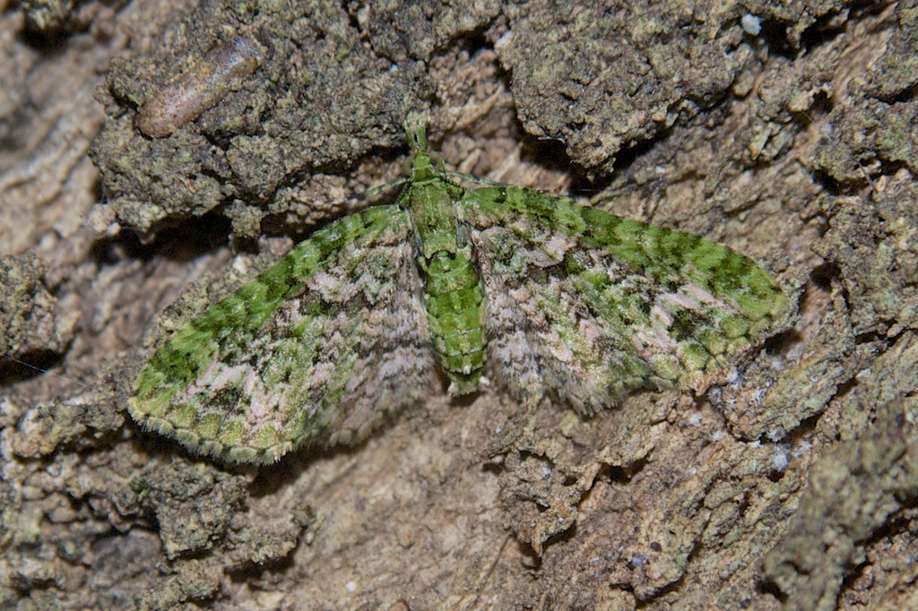Emerald Pug Moth