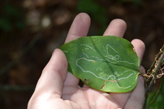 Marmara smilacisella