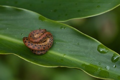 Spotted Dwarf Boa photo 2