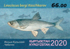 Issyk-Kul Dace photo 2