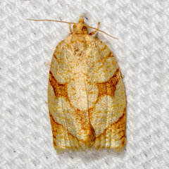 Adoxophyes negundana