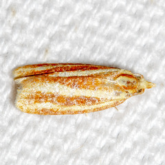 Sparganothis tristriata