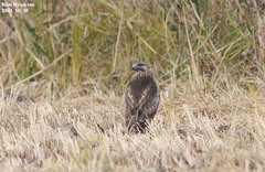 Buteo japonicus